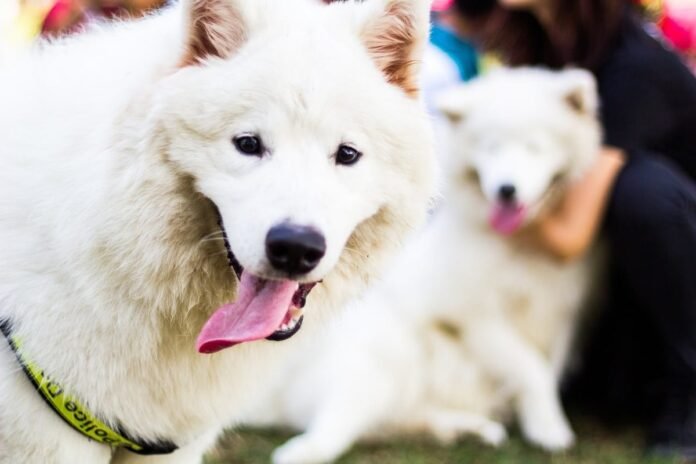 Ultimate 9 dog breeds that shine as bright as your love for them

