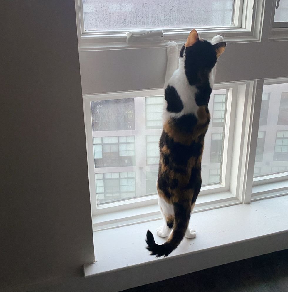 calico cat climbs the window