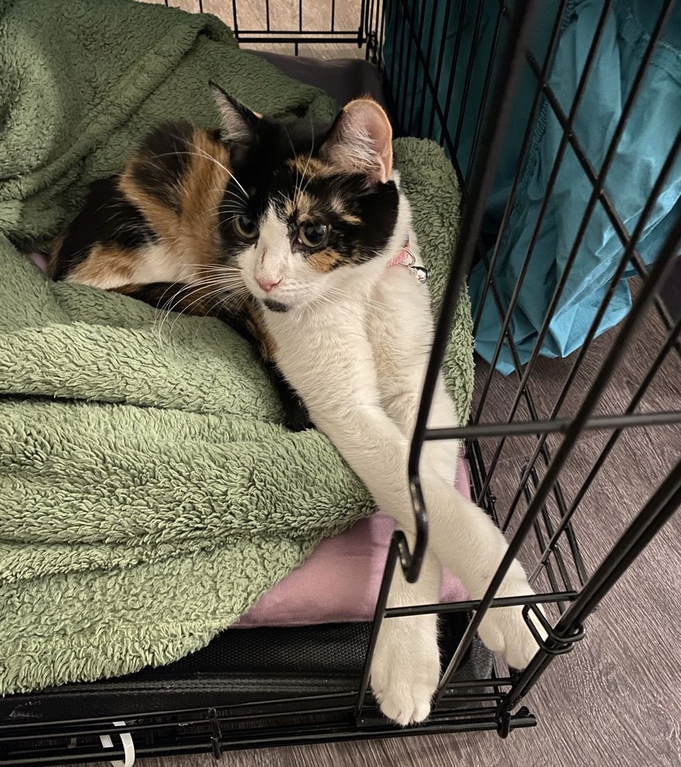 calico litter box rest