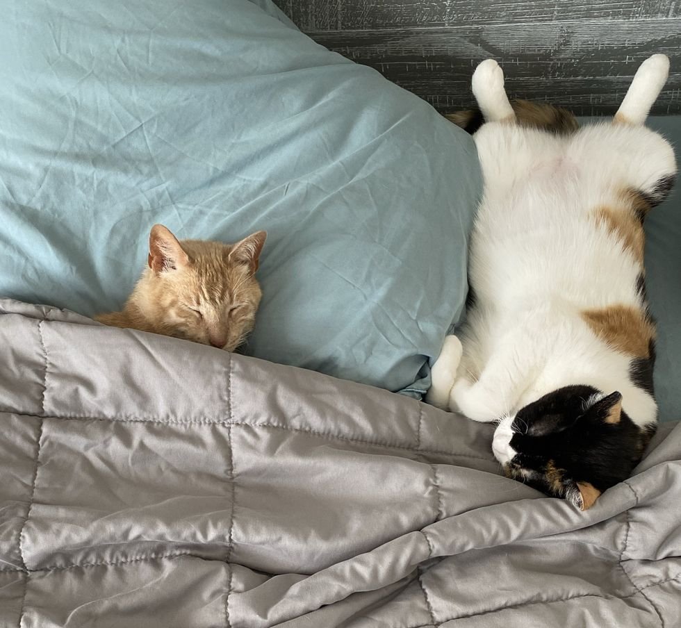 cats nap buddies