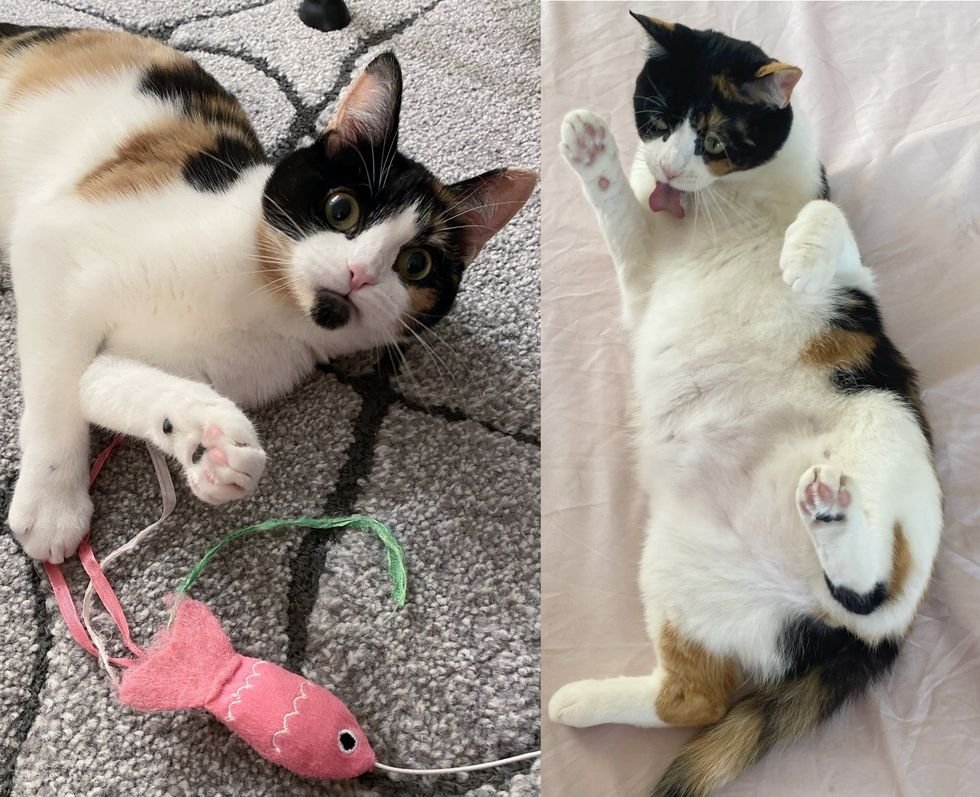 calico playfully happy