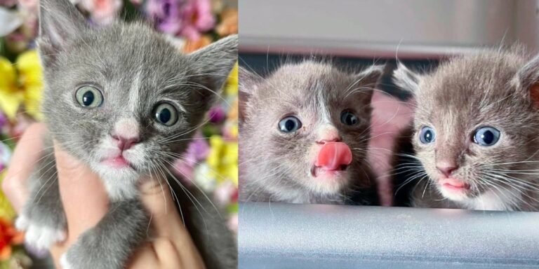 A kind person takes in two kittens, leading them to find the best outcome they could ever imagine

