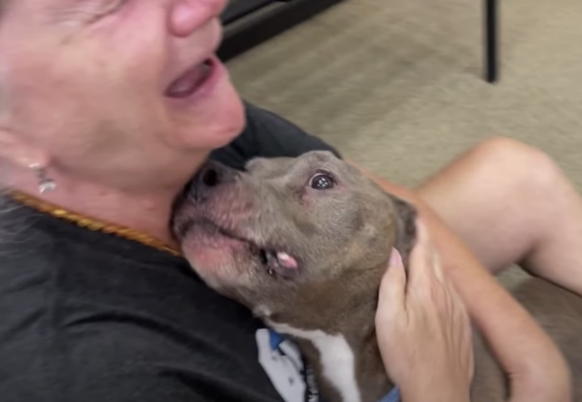 Woman petting lost Pit Bull