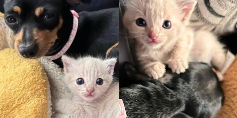 Kitten left in the yard Taken in by lonely puppy, they repair each other in an extraordinary way

