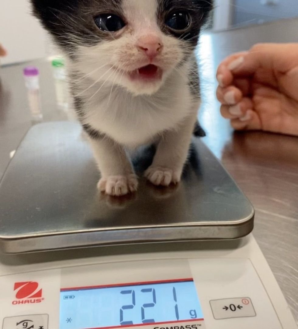 small kitten weight