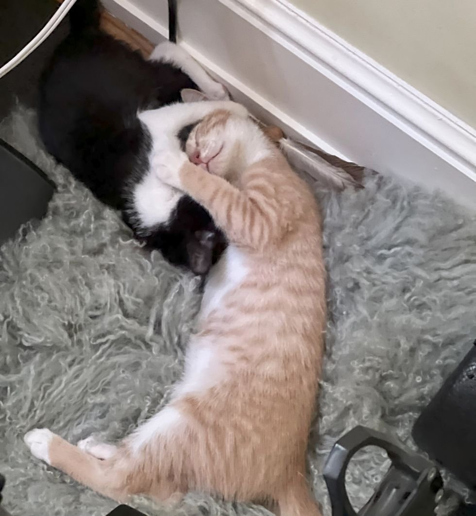 cute kittens friends