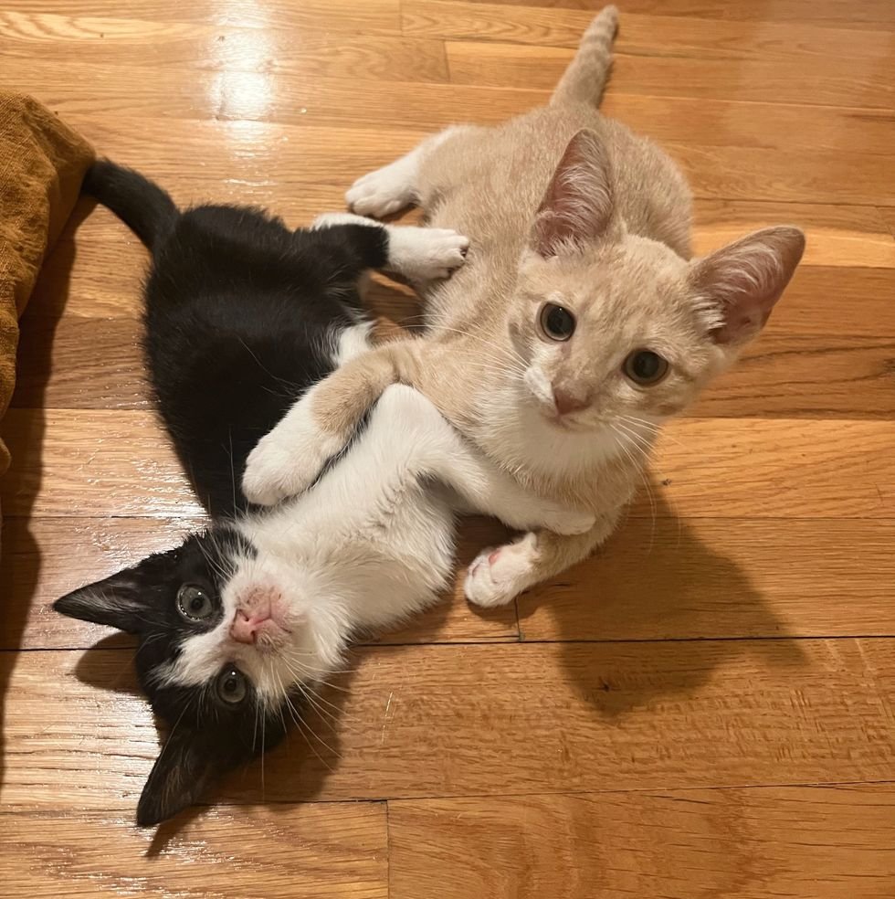 best friends kitties