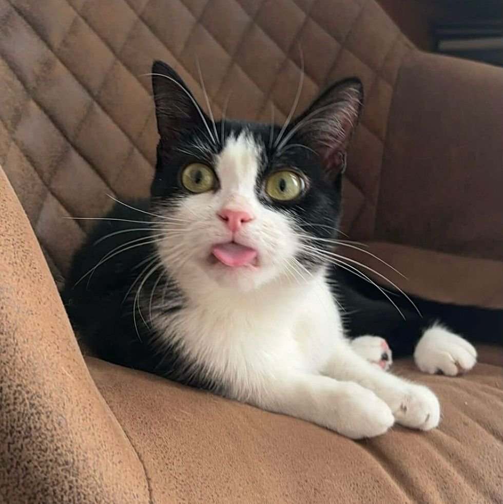 tuxedo cat blep