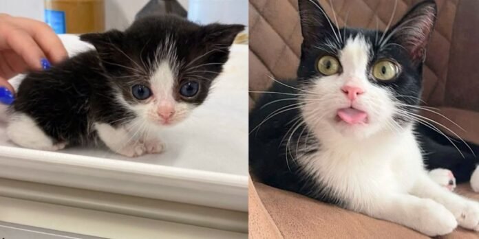 They take in the smallest 6-week-old kitten and watch him grow as he forms a special bond with another cat

