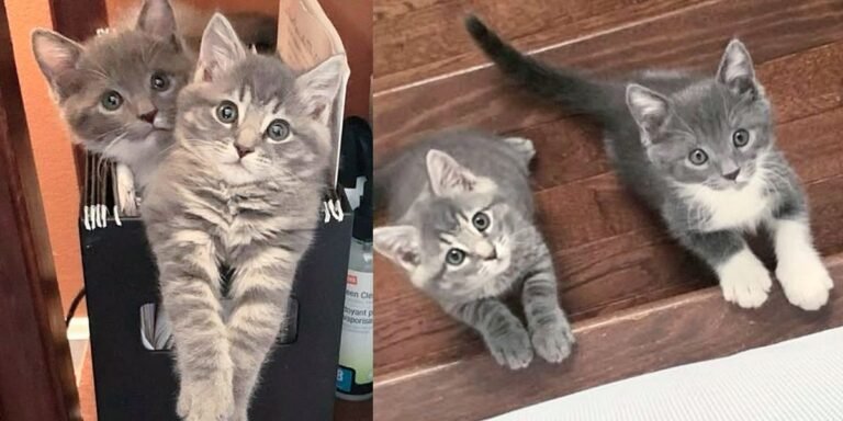 Family opens home to two kittens, they hit it off with their house cats and become double trouble

