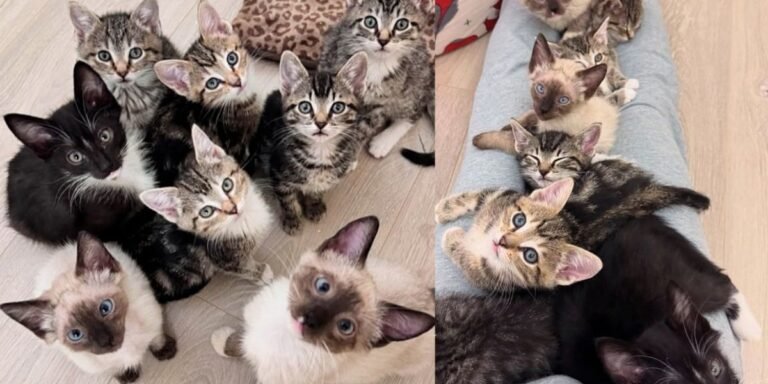 They take in three kittens who quickly join five other cats on their lap and cuddle adventures

