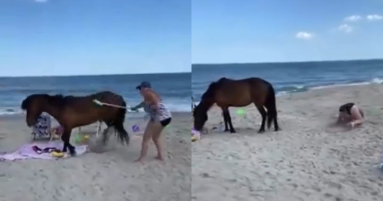 Woman 'hit' wild horse with shovel and didn't expect to receive 