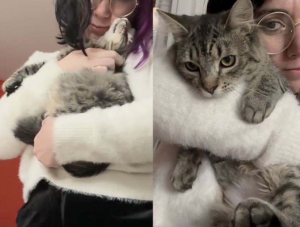 snuggly cute tabby kitten