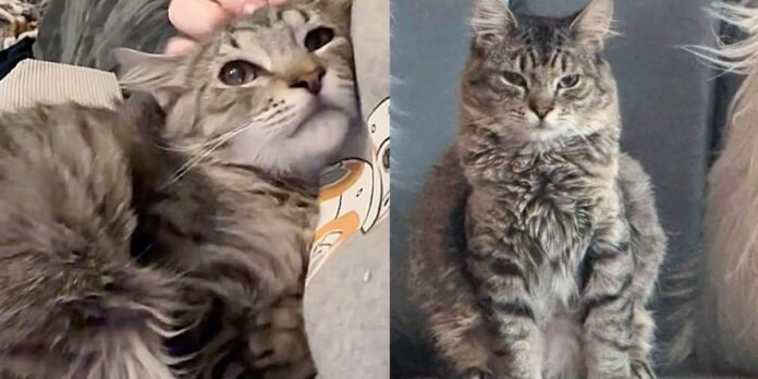 Kitten went from being alone in the world to feeling at home with other cats, now living the best life

