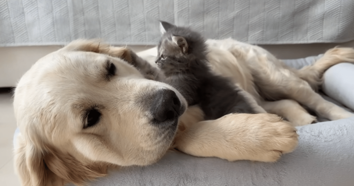 Golden Retriever and Kitty share the sweetest snuggles in a twin-sized bed

