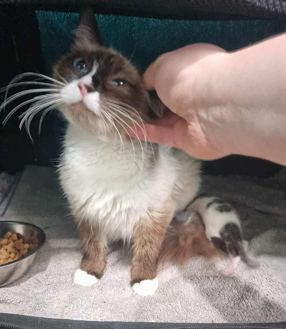 cat fluffy kittens