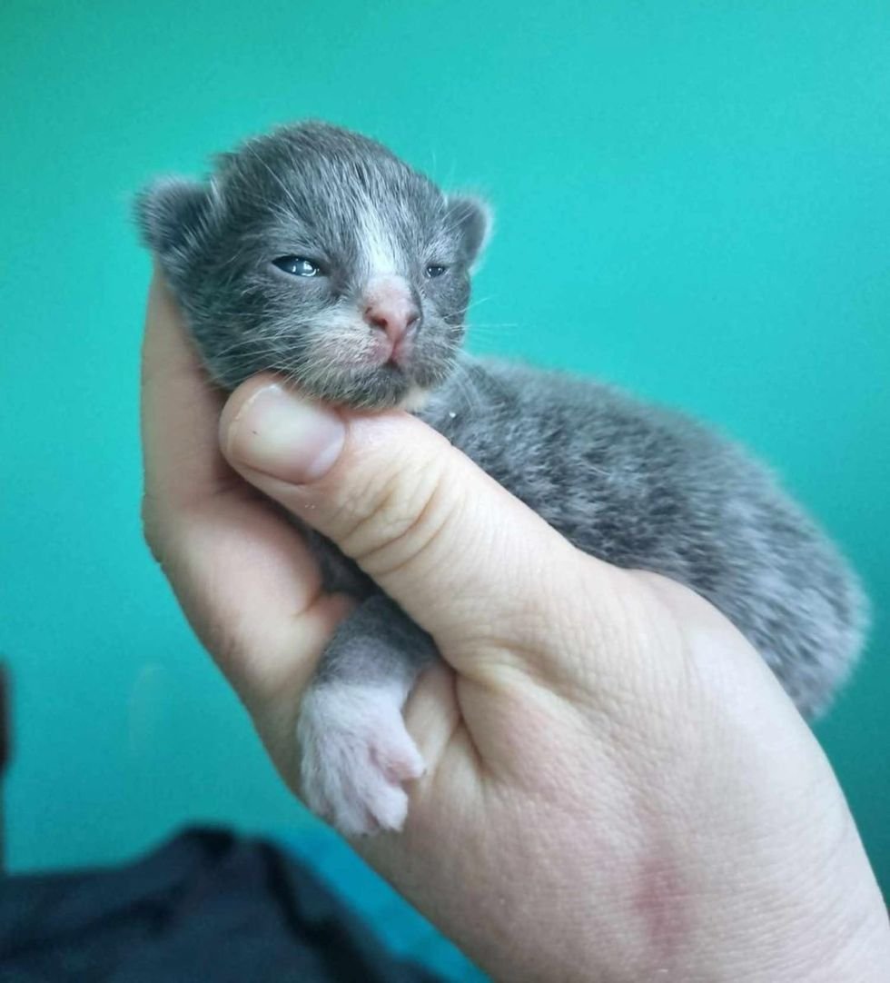 gray kitten tiny