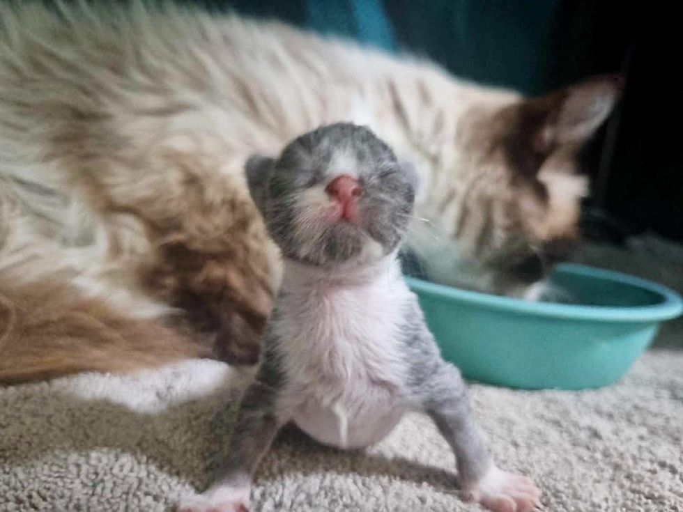 cute newborn kitten