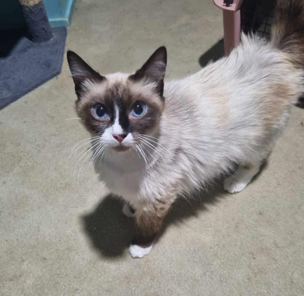 cute Siamese mix cat