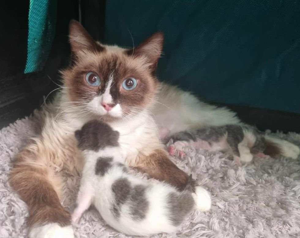 cats nursing kittens