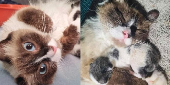 Estate agent finds cat left with kittens, their life completely turned around in a week

