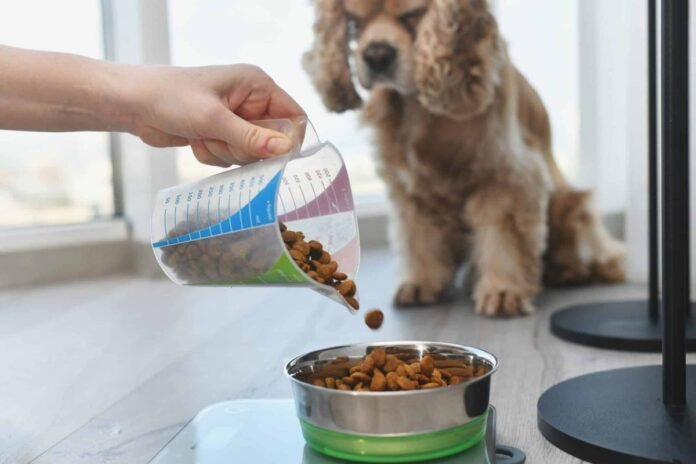 11 signs your dog is overfed and how to reel it in

