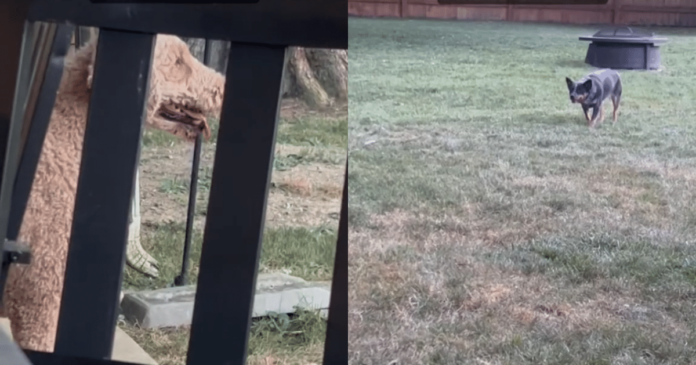 Shepherd instincts kick in as Blue Heeler fails the poodle for a sheep

