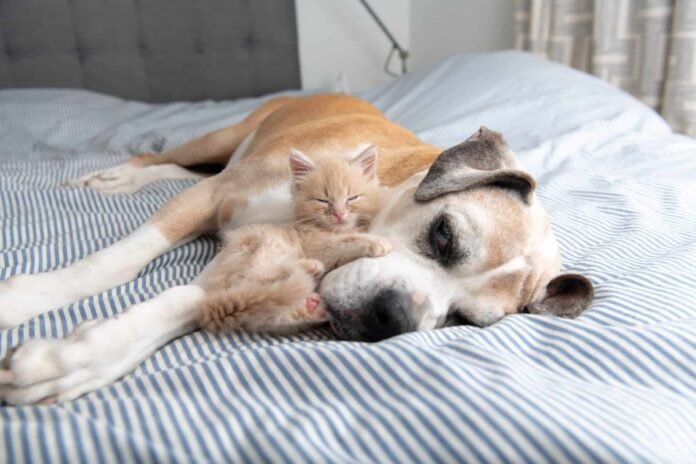 11 most loving dog breeds that love to cuddle

