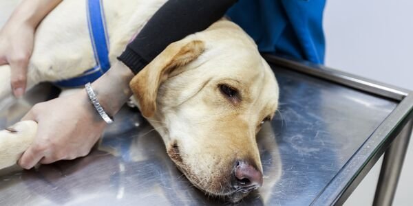 A fraudulent veterinary action leads to heartbreaking loss