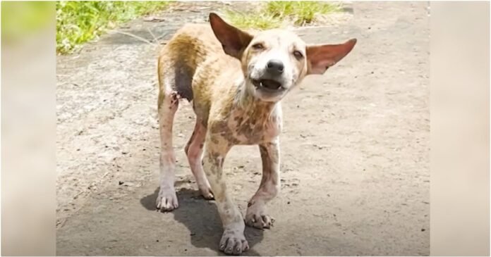 This puppy is 'pure love' despite painful legs and sore skin

